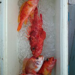 エンペラー 釣果