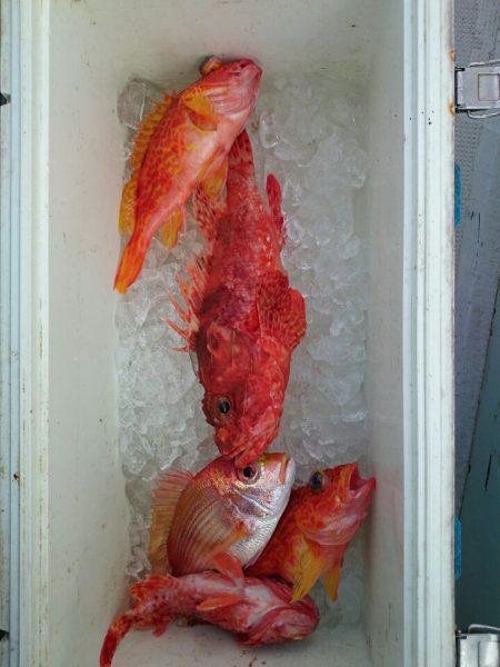 エンペラー 釣果