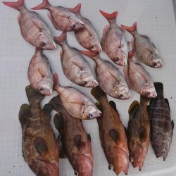 遊漁船 家入 釣果