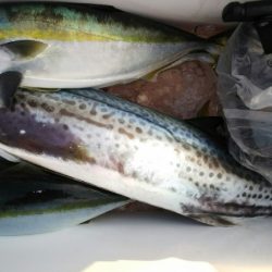 第二龍勢丸 釣果