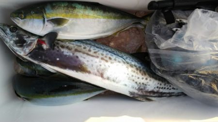 第二龍勢丸 釣果