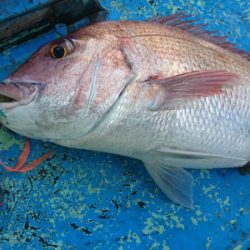 だて丸 釣果