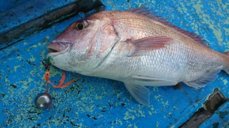 だて丸 釣果