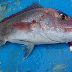 だて丸 釣果