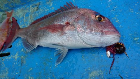 だて丸 釣果