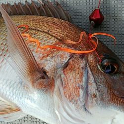 タイラバ遊漁船 ワンピース 釣果