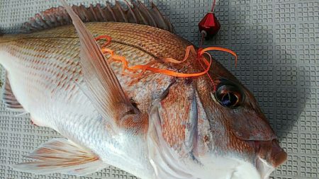 タイラバ遊漁船 ワンピース 釣果