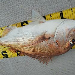 タイラバ遊漁船 ワンピース 釣果