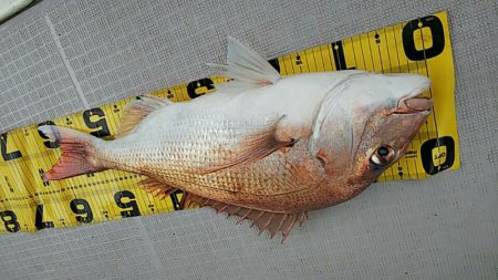 タイラバ遊漁船 ワンピース 釣果