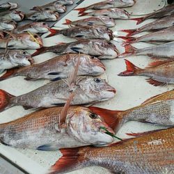 タイラバ遊漁船 ワンピース 釣果