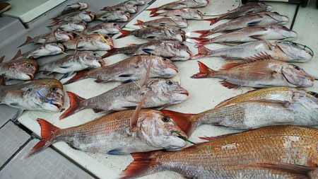タイラバ遊漁船 ワンピース 釣果