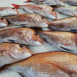 タイラバ遊漁船 ワンピース 釣果