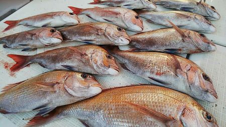 タイラバ遊漁船 ワンピース 釣果