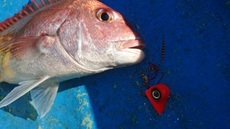 だて丸 釣果
