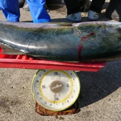 第三共栄丸 釣果