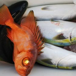 第二龍勢丸 釣果