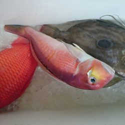 海龍丸(石川) 釣果