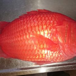 海龍丸(石川) 釣果