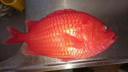 海龍丸(石川) 釣果