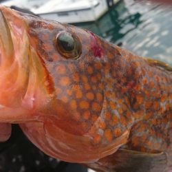 遊漁船 家入 釣果