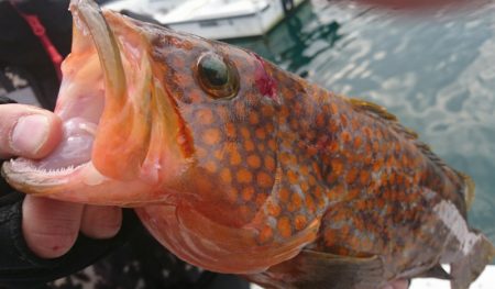 遊漁船 家入 釣果