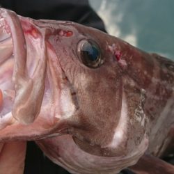 遊漁船 家入 釣果