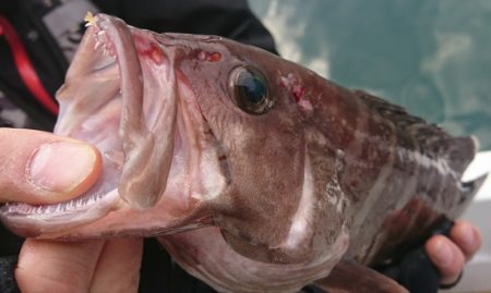 遊漁船 家入 釣果