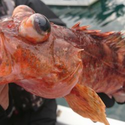 遊漁船 家入 釣果