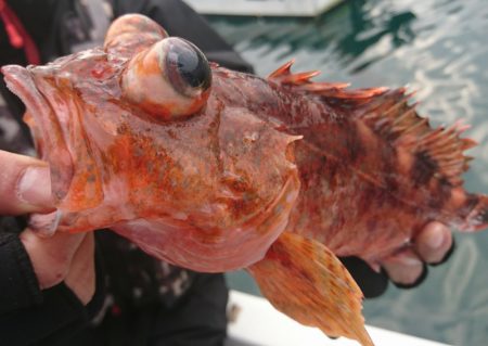 遊漁船 家入 釣果