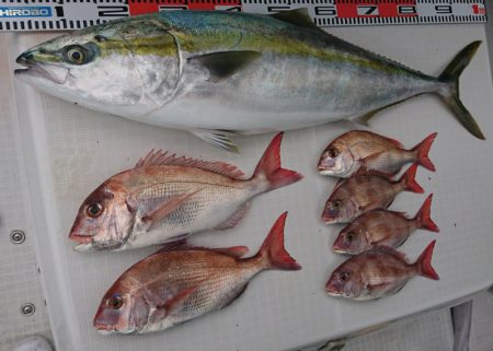 遊漁船 家入 釣果