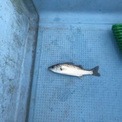 アマテラス 釣果