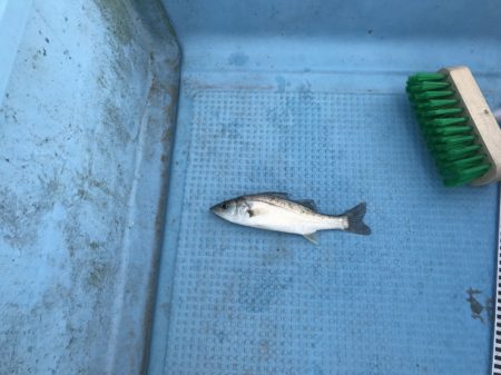 アマテラス 釣果