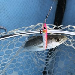 アマテラス 釣果