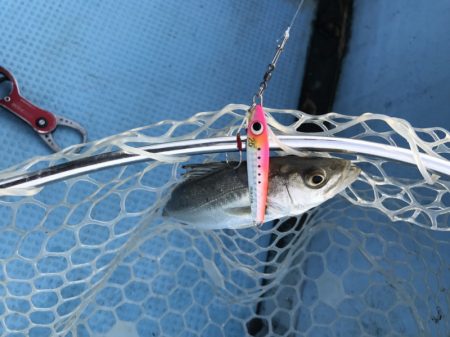 アマテラス 釣果