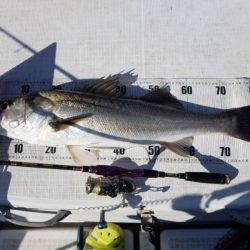 海龍丸（島根） 釣果