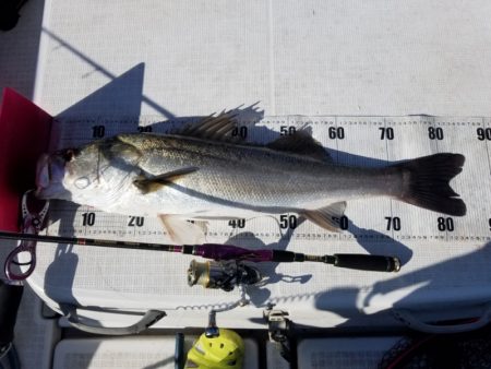 海龍丸（島根） 釣果