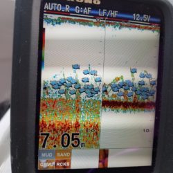 海龍丸（島根） 釣果