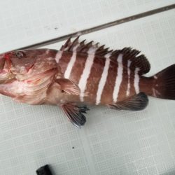 アマテラス 釣果