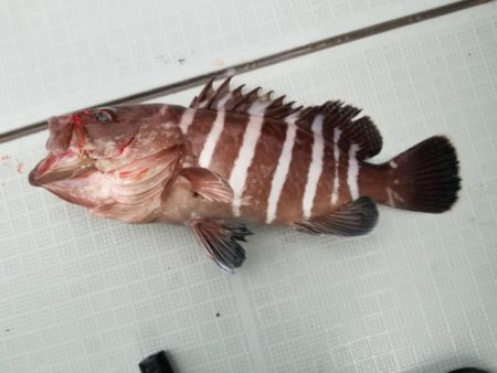 アマテラス 釣果