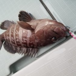 アマテラス 釣果