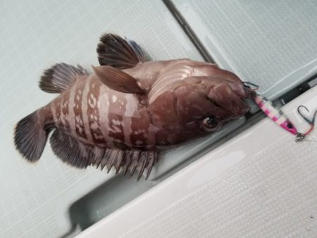 アマテラス 釣果