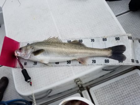 海龍丸(島根) 釣果