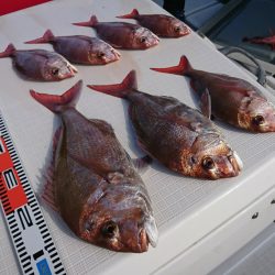 遊漁船　家入 釣果