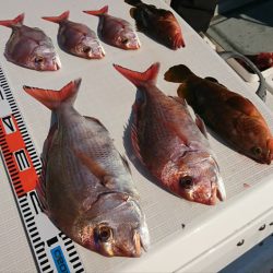 遊漁船 家入 釣果