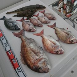 遊漁船 家入 釣果