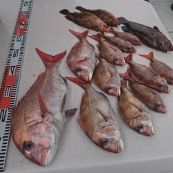 遊漁船 家入 釣果