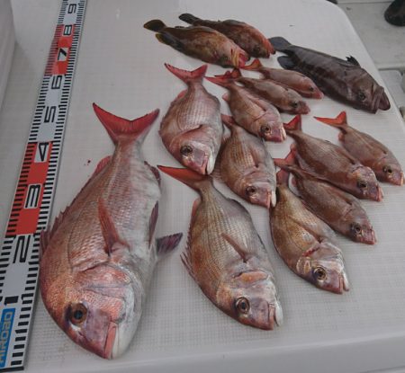 遊漁船 家入 釣果