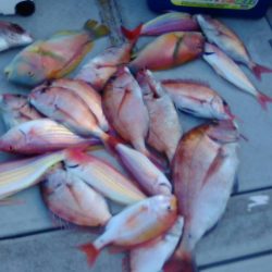 海季丸(みきまる) 釣果