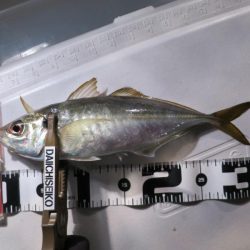 Chase(チェイス) 釣果