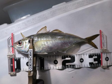 Chase(チェイス) 釣果